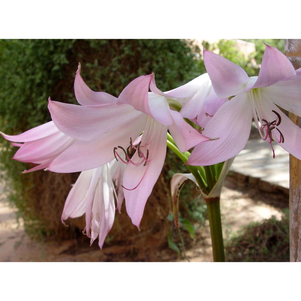 amaryllis bella-donna l.