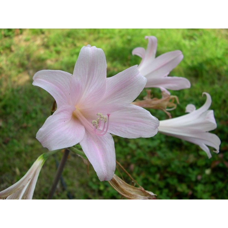 amaryllis bella-donna l.