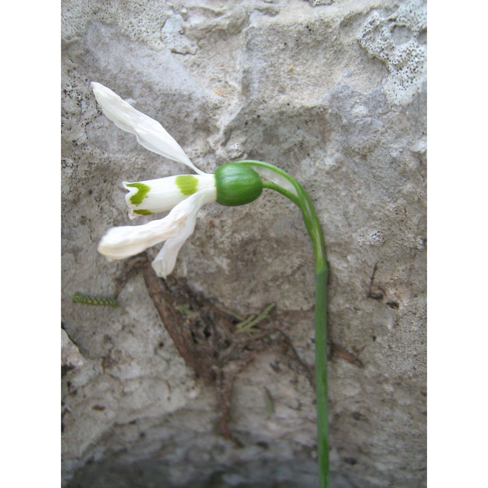 galanthus elwesii hook. fil.