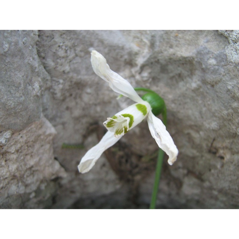 galanthus elwesii hook. fil.