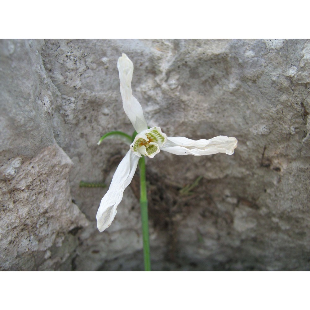 galanthus elwesii hook. fil.