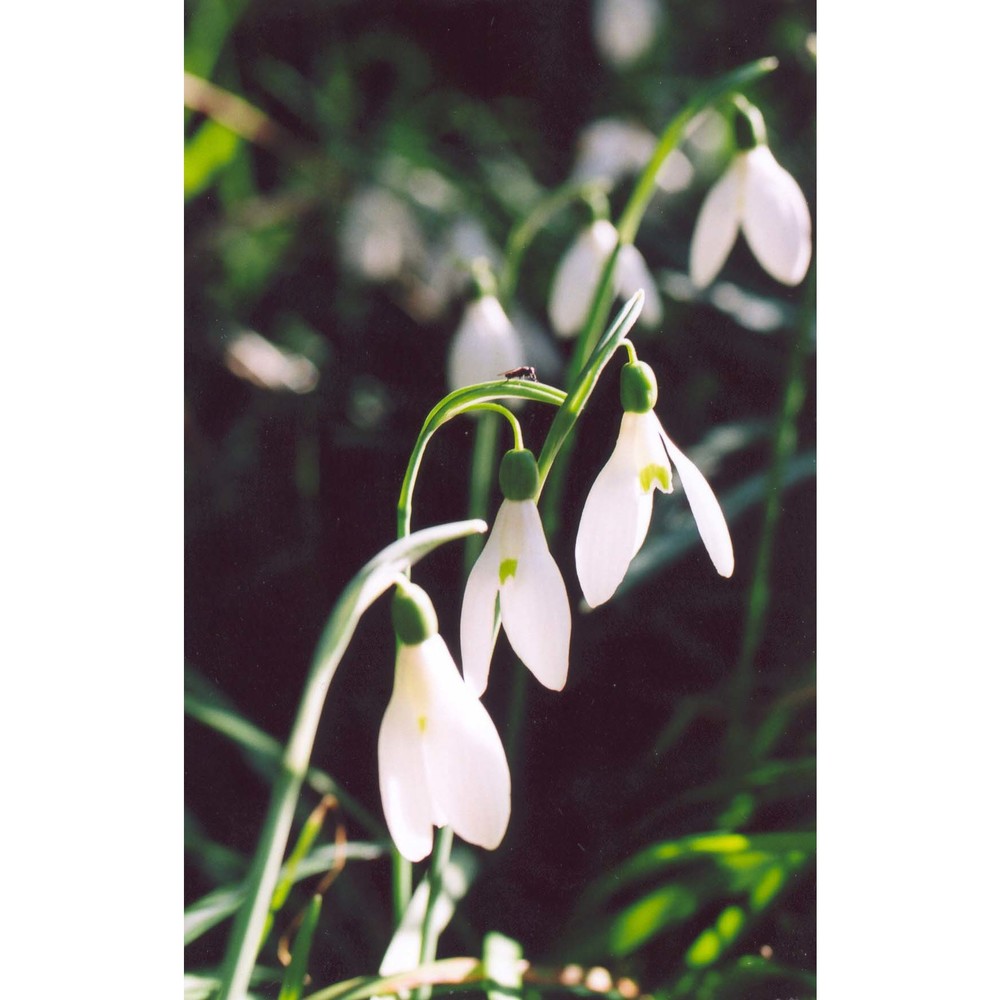 galanthus reginae-olgae orph.