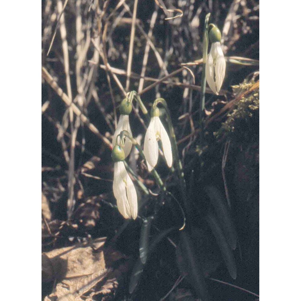 galanthus reginae-olgae orph.