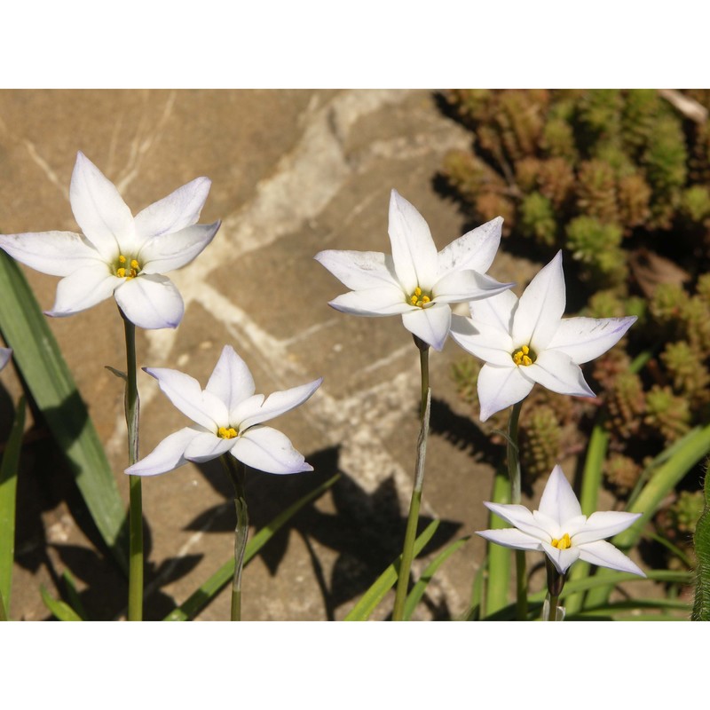 ipheion uniflorum (graham) raf.