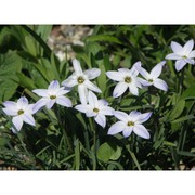 ipheion uniflorum (graham) raf.