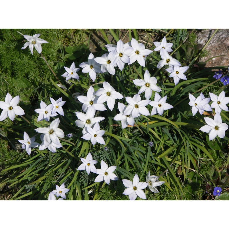 ipheion uniflorum (graham) raf.