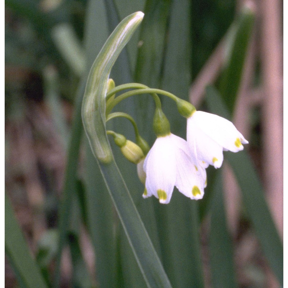 leucojum aestivum l.