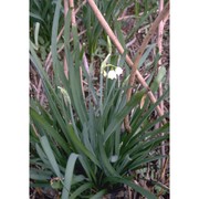 leucojum aestivum l.