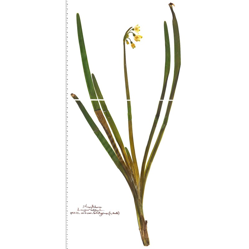 leucojum aestivum l.