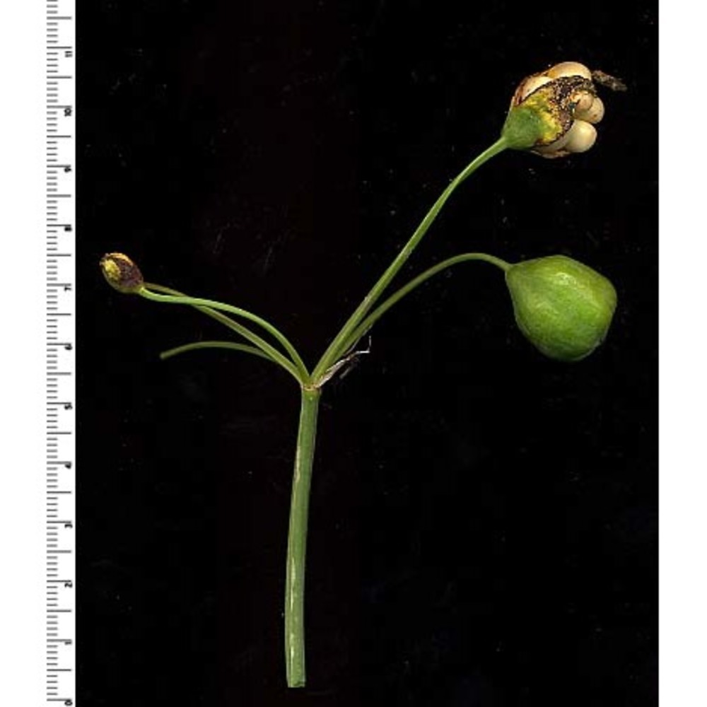 leucojum aestivum l.