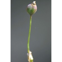 leucojum autumnale l.