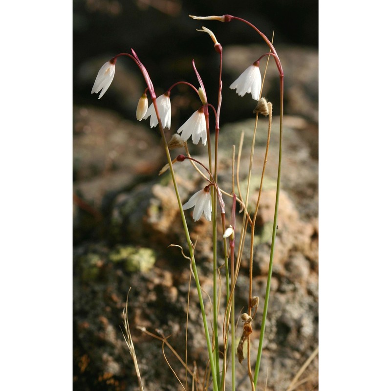 leucojum autumnale l.