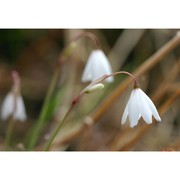 leucojum autumnale l.