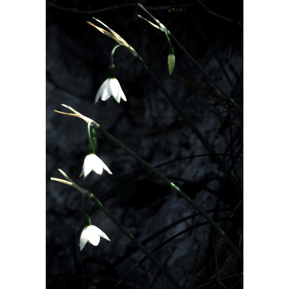 leucojum nicaeense ardoino