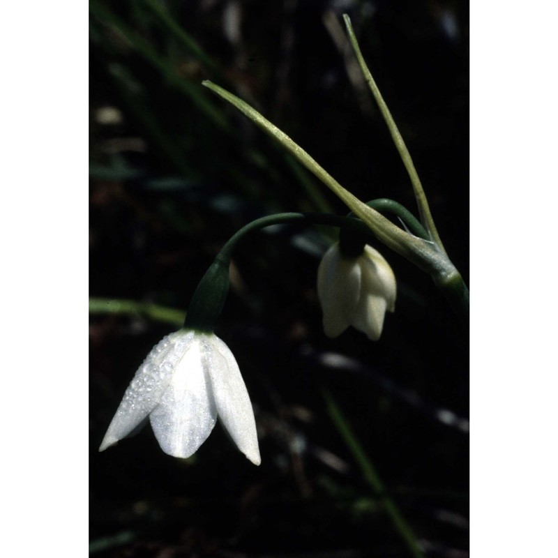 leucojum nicaeense ardoino