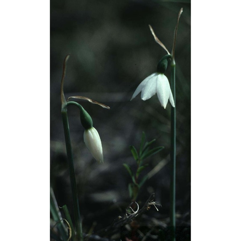 leucojum nicaeense ardoino