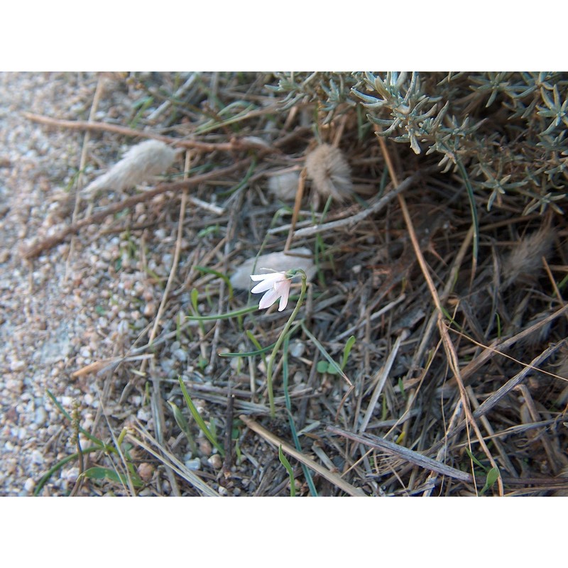 leucojum roseum f. martin bis