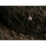 leucojum roseum f. martin bis