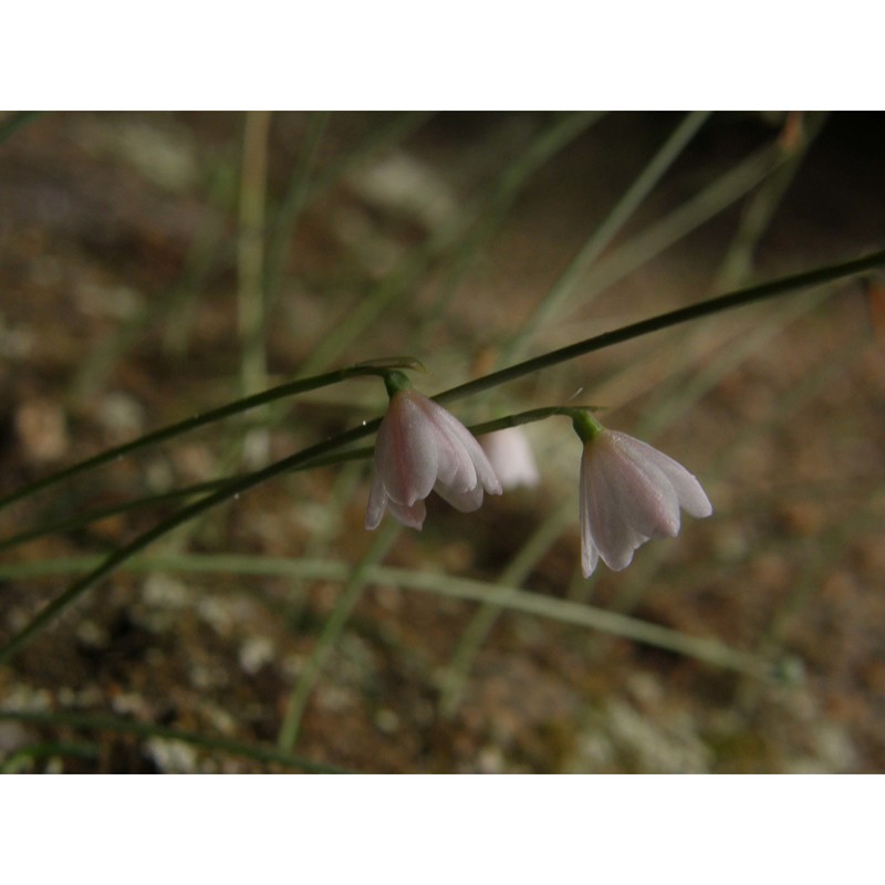 leucojum roseum f. martin bis