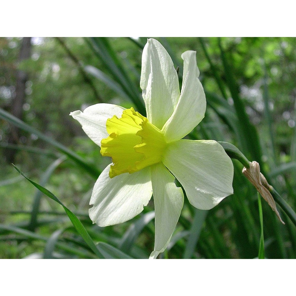 narcissus incomparabilis mill.