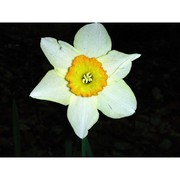 narcissus incomparabilis mill.