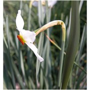 narcissus jonquilla l.