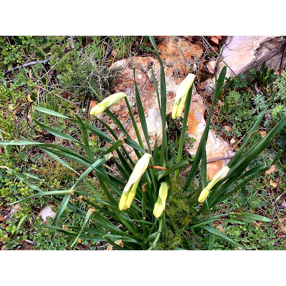 narcissus medioluteus mill.