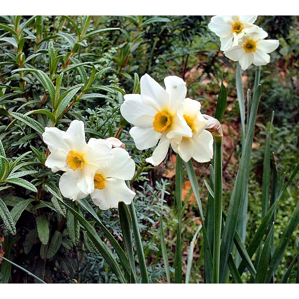 narcissus medioluteus mill.