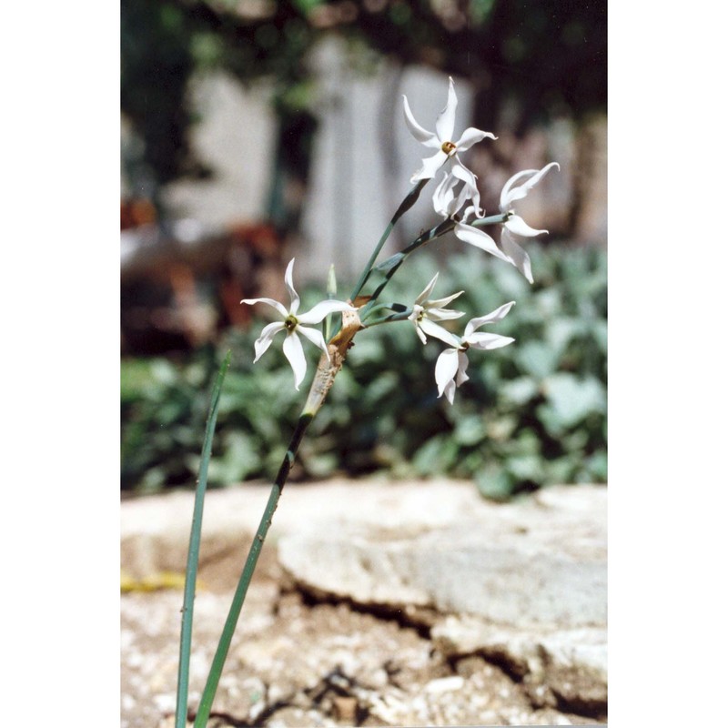 narcissus obsoletus (haw.) steud.