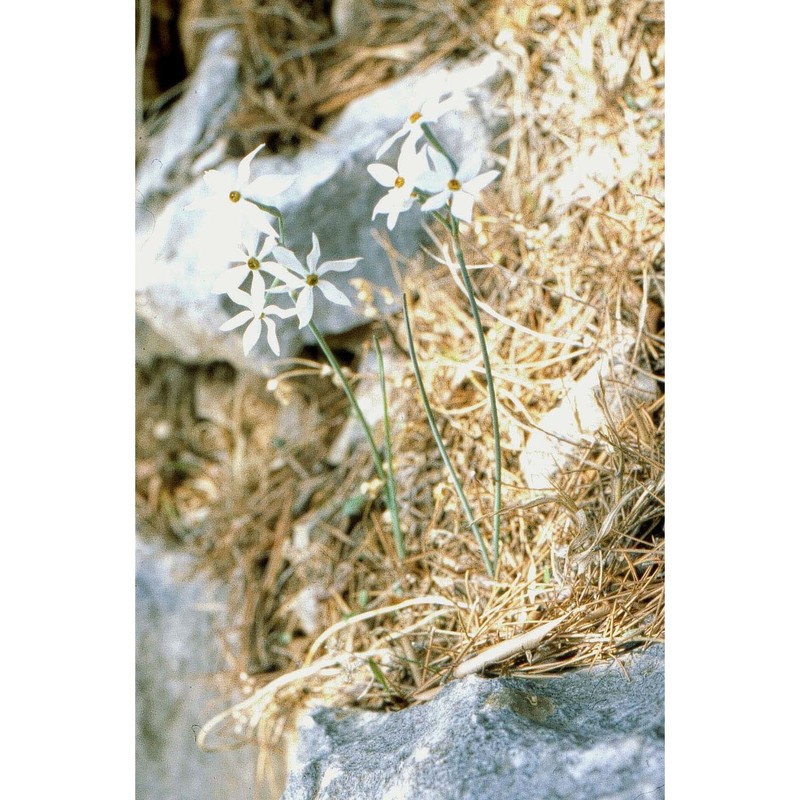 narcissus obsoletus (haw.) steud.