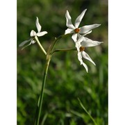 narcissus obsoletus (haw.) steud.