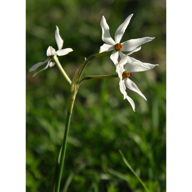 narcissus obsoletus (haw.) steud.