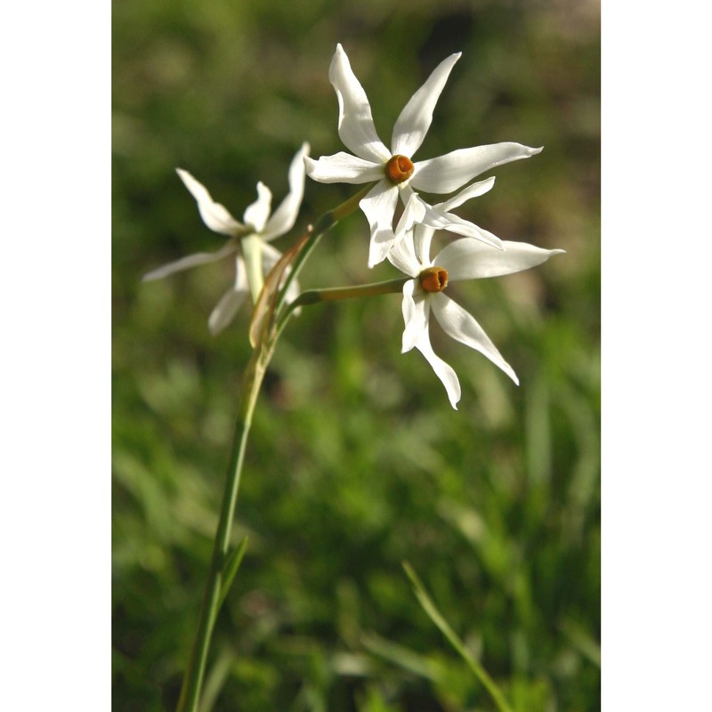 narcissus obsoletus (haw.) steud.