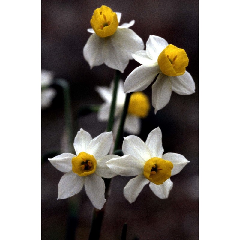 narcissus odorus l.