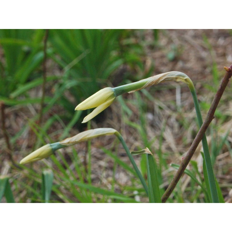 narcissus poëticus l.