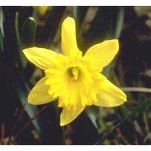 narcissus pseudonarcissus l.