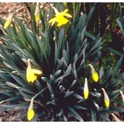 narcissus pseudonarcissus l.