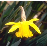 narcissus pseudonarcissus l.