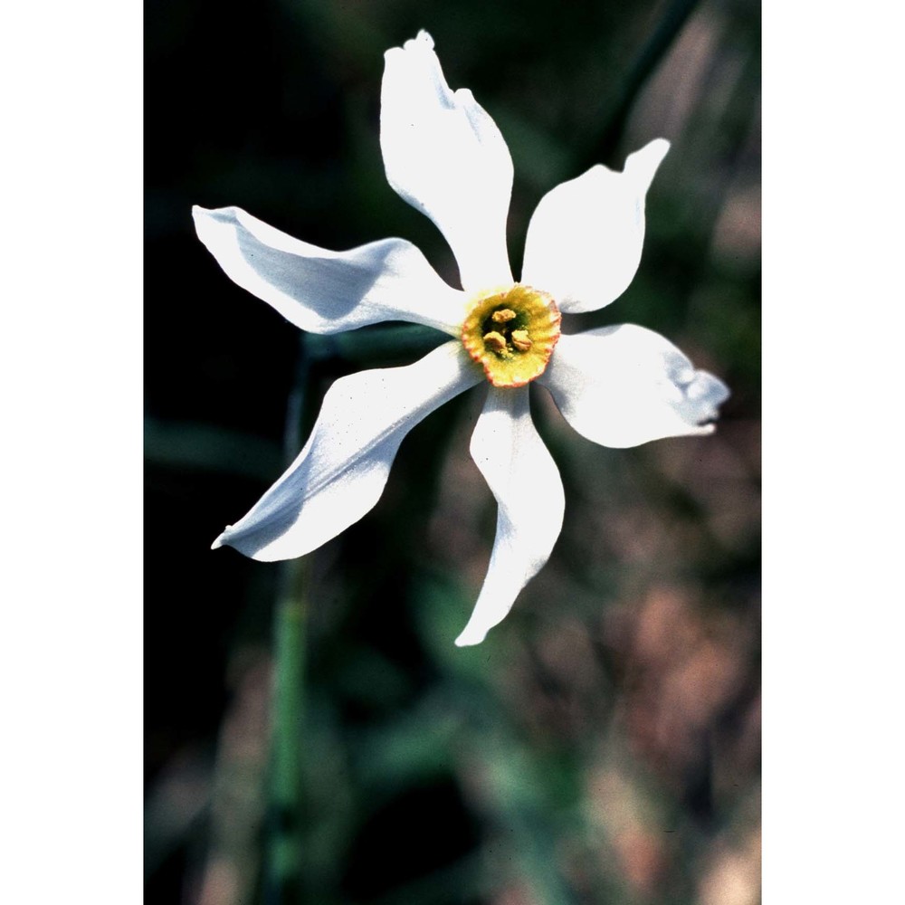 narcissus radiiflorus salisb.