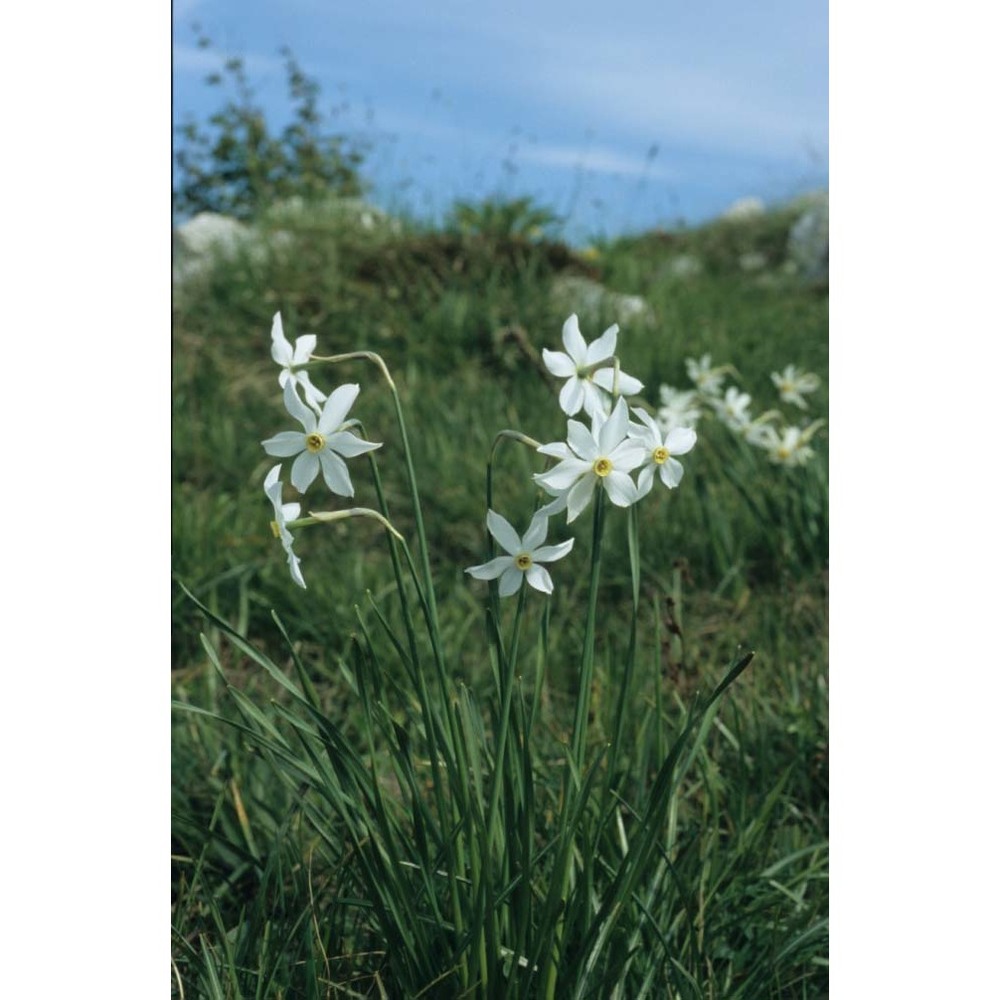 narcissus radiiflorus salisb.