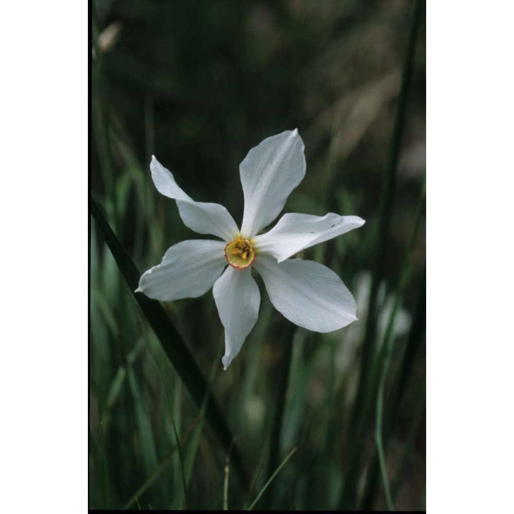 narcissus radiiflorus salisb.