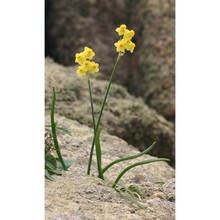 narcissus supramontanus arrigoni