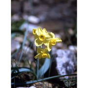 narcissus supramontanus arrigoni