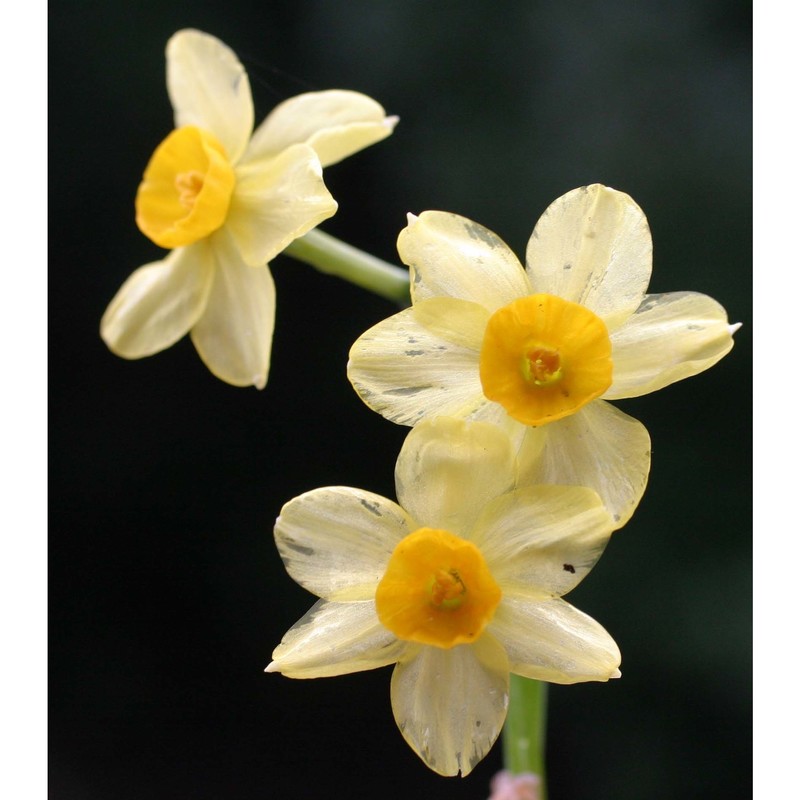 narcissus supramontanus arrigoni