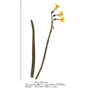 narcissus supramontanus arrigoni