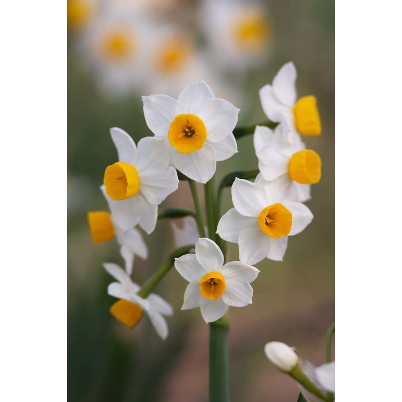 narcissus tazetta l.