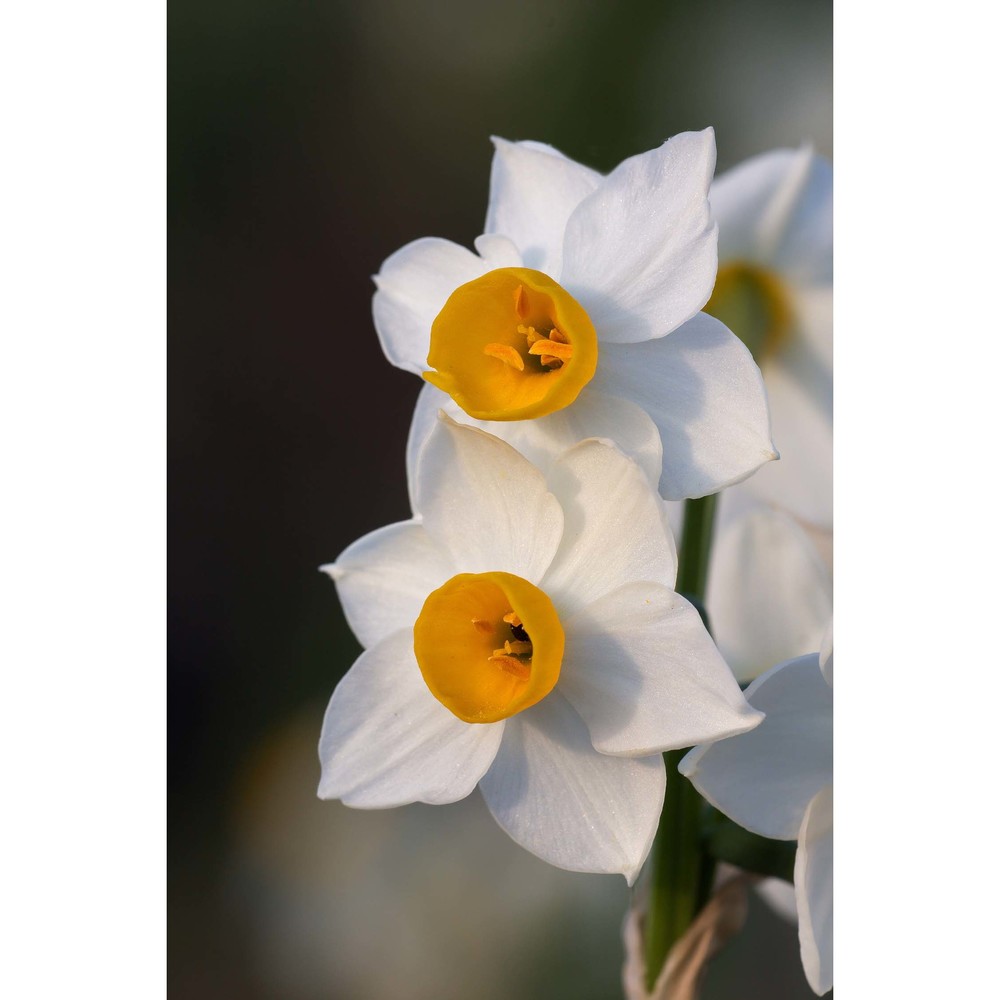 narcissus tazetta l.