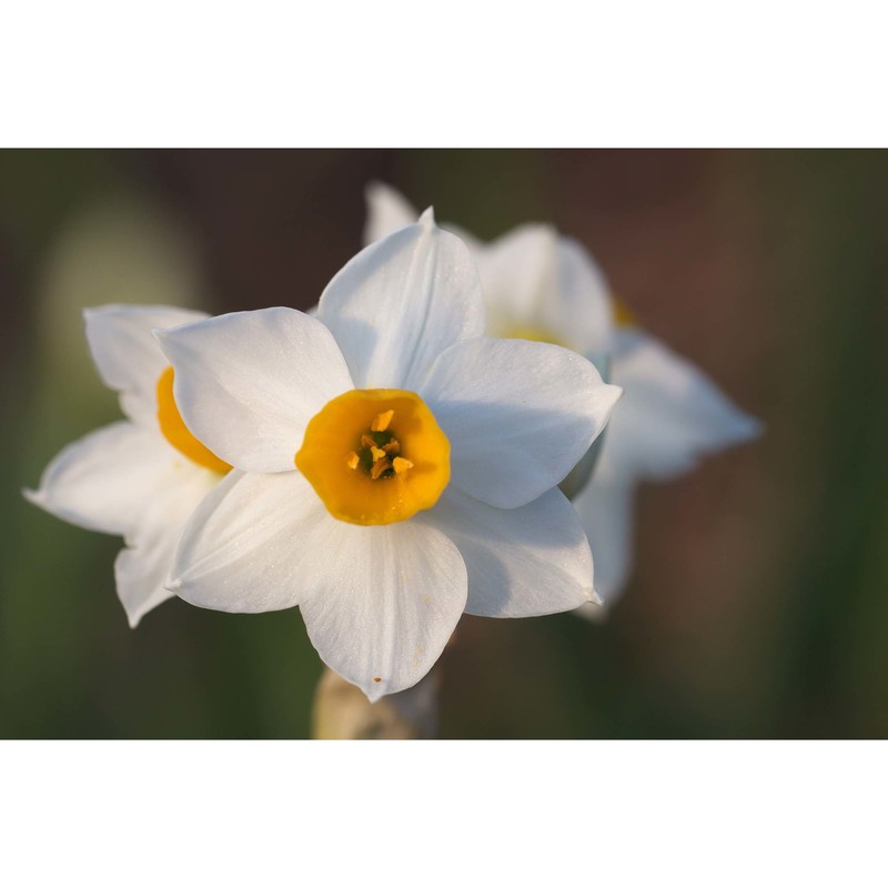 narcissus tazetta l.