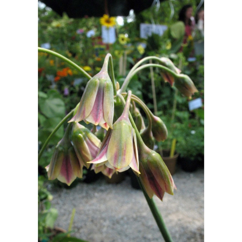 nectaroscordum siculum (ucria) lindl. subsp. siculum