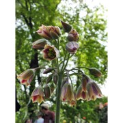 nectaroscordum siculum (ucria) lindl. subsp. siculum